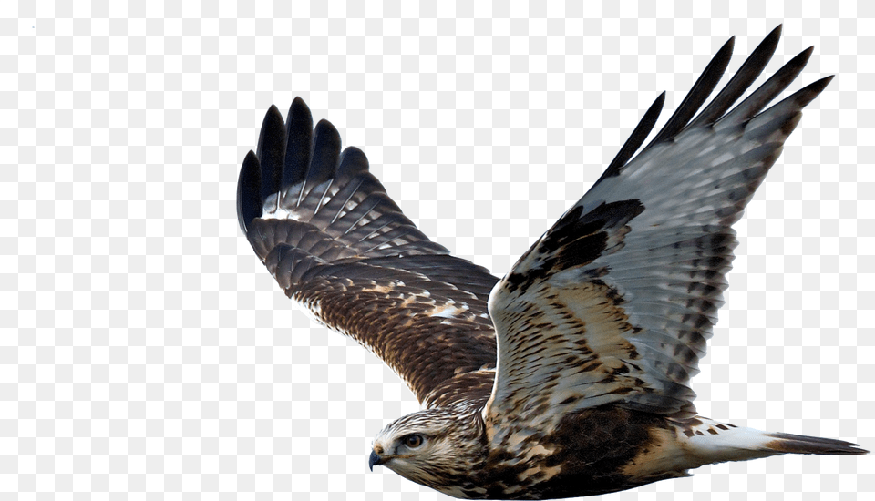 Hawk Image Hawk With No Background, Animal, Bird, Buzzard, Kite Bird Png