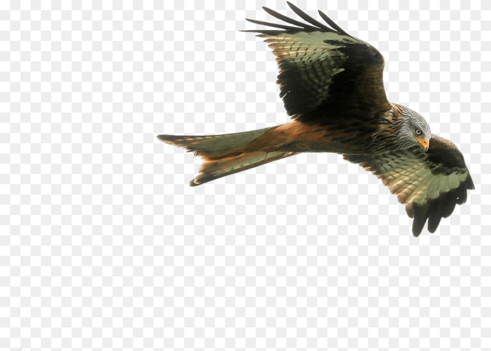 Hawk Purepng Transparent Cc0 If U Fly Like An Eagle, Animal, Bird, Kite Bird, Accipiter Png Image