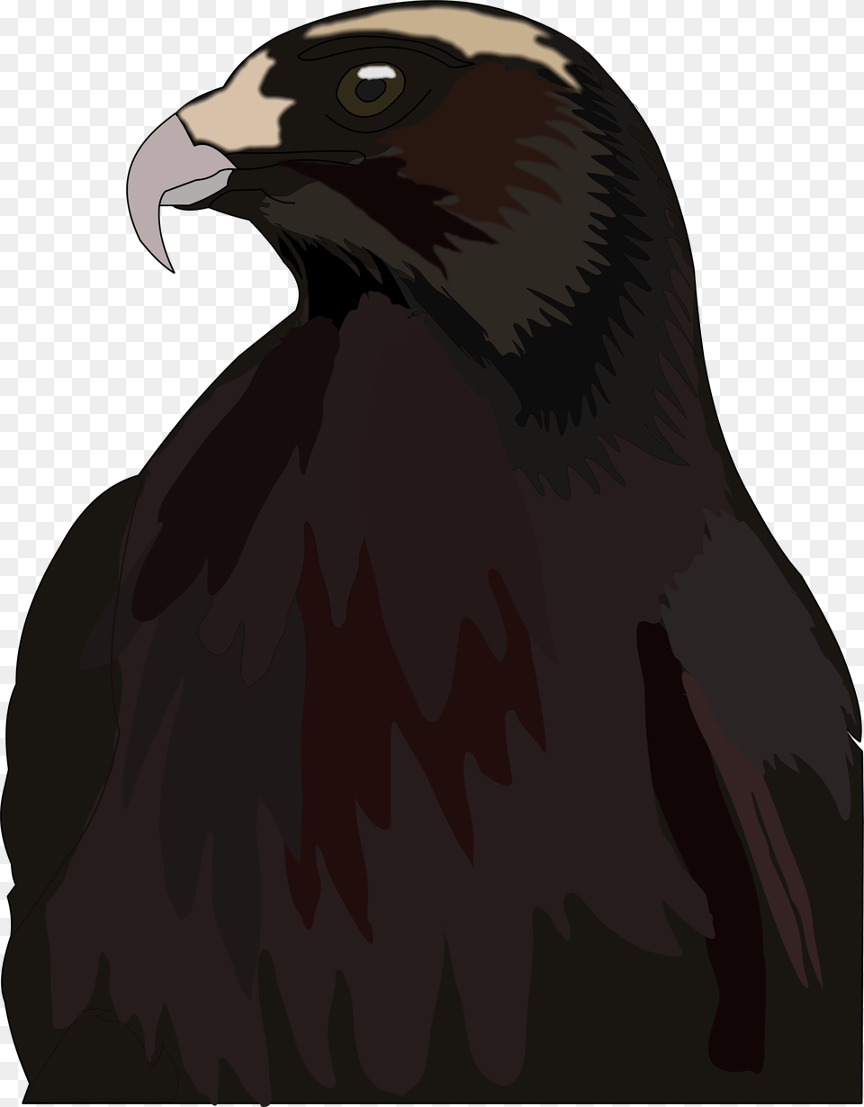 Hawk Red Tailed Hawk, Animal, Beak, Bird, Adult Free Transparent Png