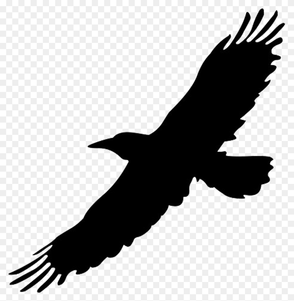 Hawk Silhouette, Adult, Female, Person, Woman Free Transparent Png