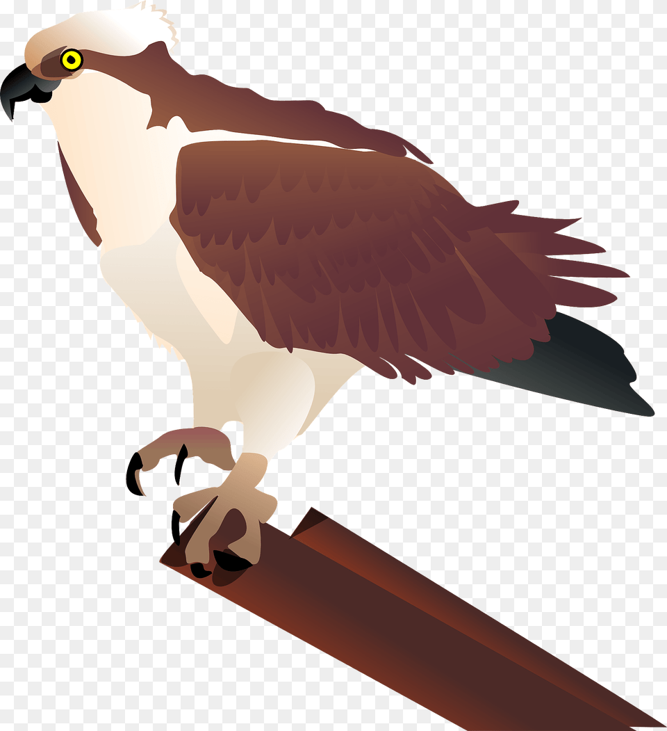 Hawk Sitting On A Branch Clipart, Animal, Beak, Bird, Kite Bird Png