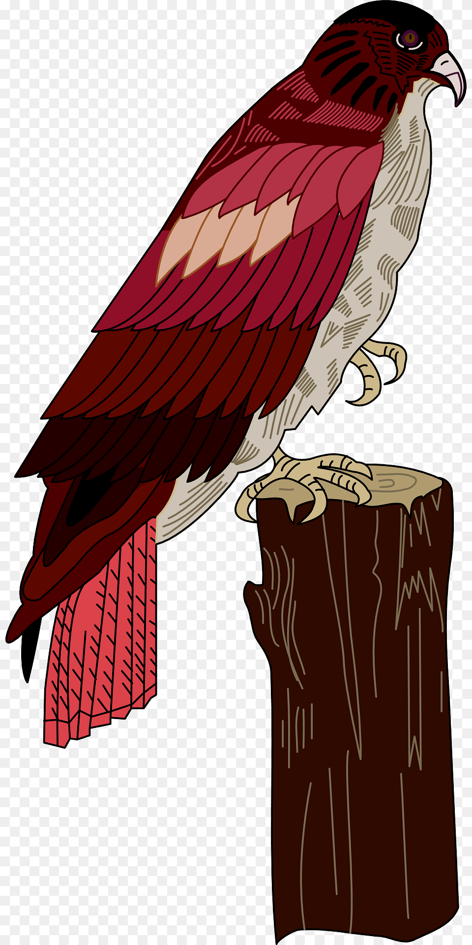Hawk Sitting On A Stump Clipart, Animal, Beak, Bird, Plant Free Transparent Png