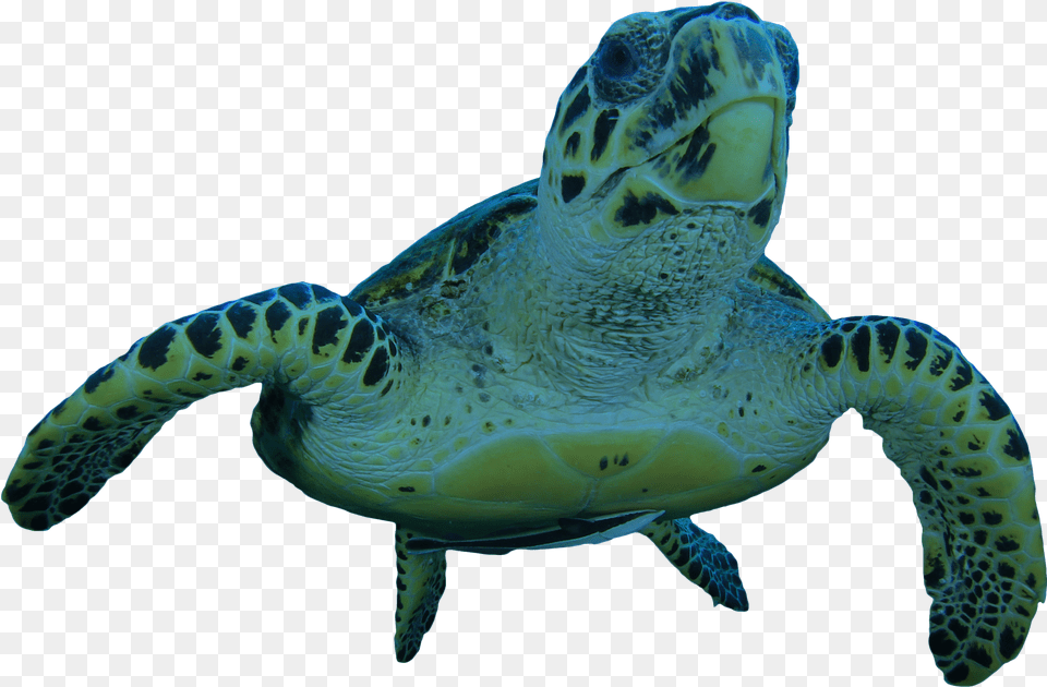 Hawksbill Sea Turtle, Animal, Reptile, Sea Life, Sea Turtle Free Transparent Png