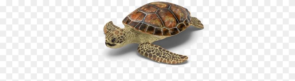 Hawksbill Sea Turtle, Animal, Reptile, Sea Life, Tortoise Free Transparent Png