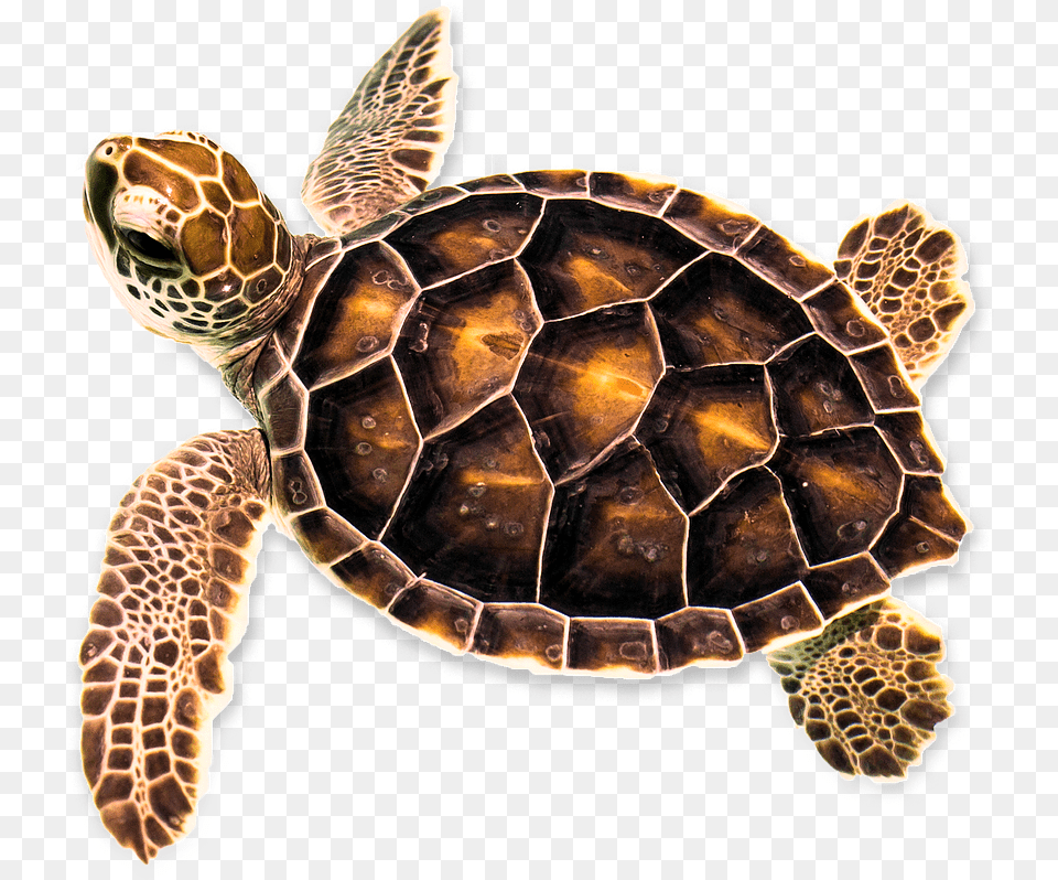 Hawksbill Sea Turtle, Animal, Reptile, Sea Life, Sea Turtle Free Png Download