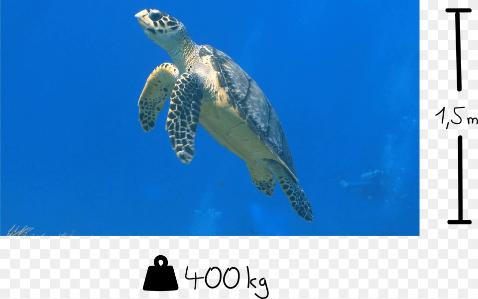 Hawksbill Sea Turtle, Animal, Reptile, Sea Life, Tortoise Png
