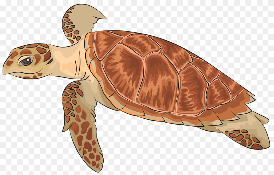 Hawksbill Sea Turtle Clipart, Animal, Reptile, Sea Life, Sea Turtle Free Png