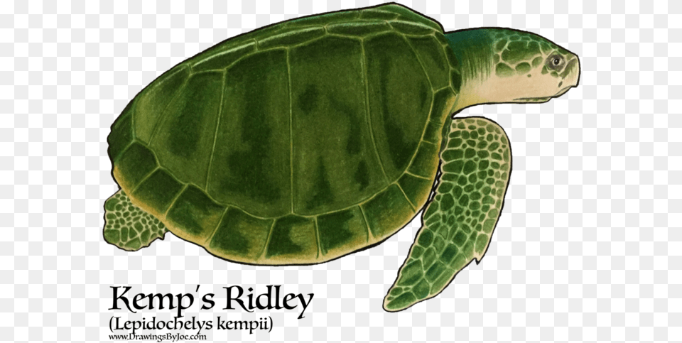 Hawksbill Sea Turtle Sea Turtles, Animal, Reptile, Sea Life, Tortoise Free Png Download
