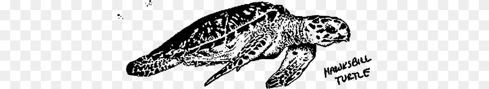 Hawksbill Turtle Gray Png Image