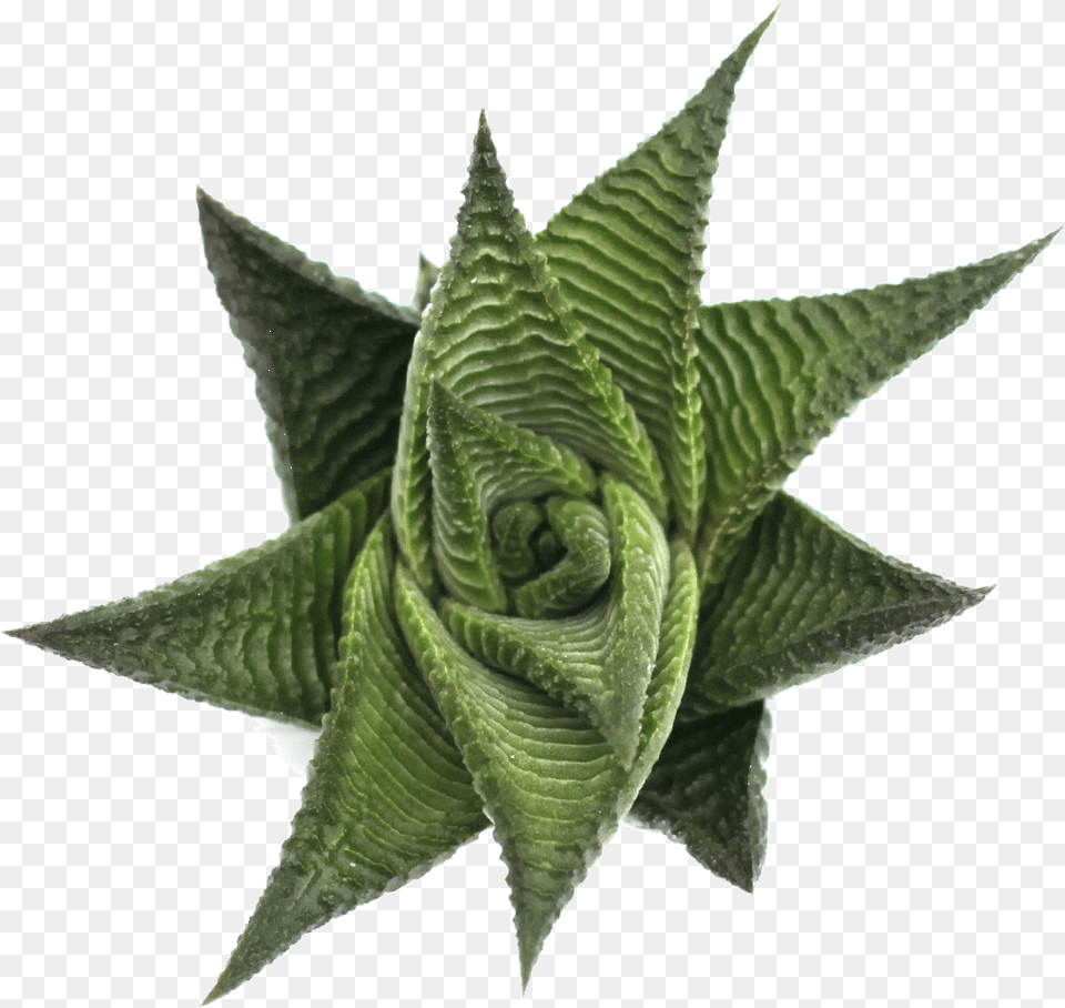 Haworthia Limifolia Spiral Haworthiaclass Haworthia Limifolia Espiral, Plant, Aloe, Leaf Png