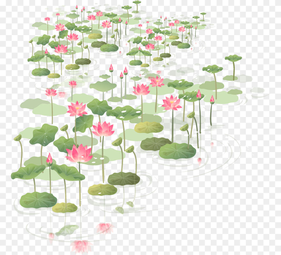 Hawthorn Euclidean Vector China Flower Wind Clipart Shapla Flower, Nature, Outdoors, Plant, Pond Free Png Download