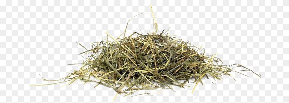 Hay Picture Grass Hay, Countryside, Nature, Outdoors, Straw Free Transparent Png