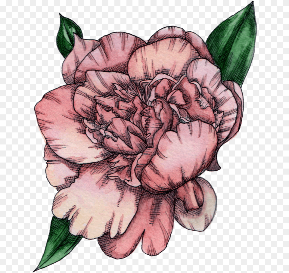 Hayley Armstrong Illustration Ink And Watercolour Peony, Carnation, Dahlia, Flower, Plant Png