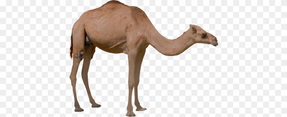 Hayvan Resimleri Sincap Resmi Panda Verblyuzhonok, Animal, Camel, Mammal, Wildlife Free Png