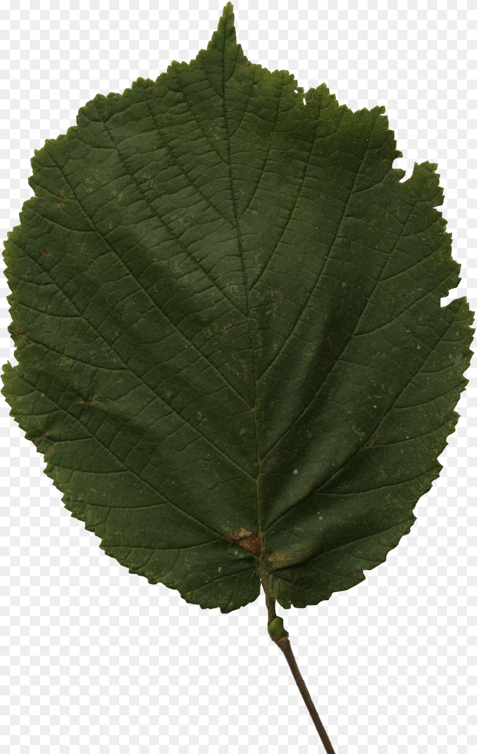 Hazel Leaf Cut Out People Trees And Leaves Canoe Birch Free Png