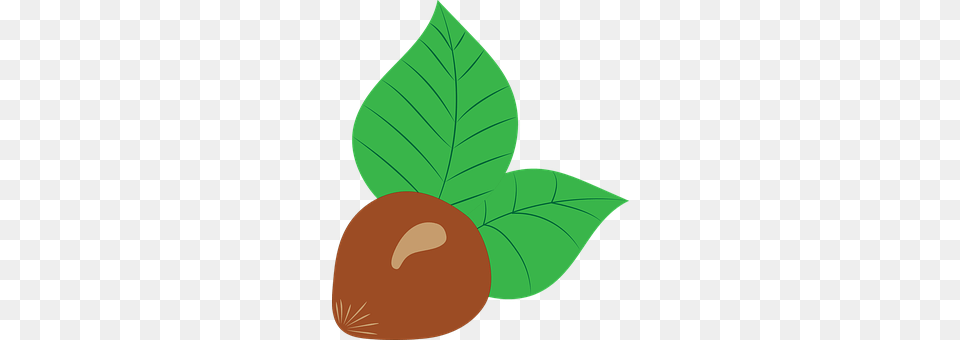 Hazelnut Food, Fruit, Leaf, Plant Png