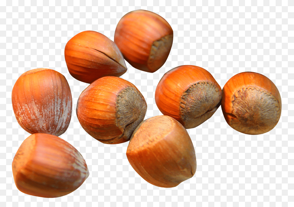 Hazelnut, Food, Nut, Plant, Produce Free Png