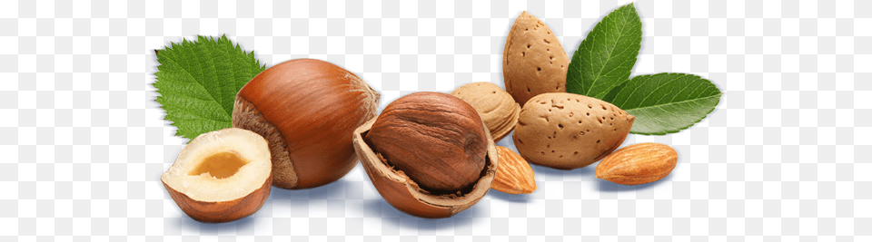 Hazelnut Almond Macadamia, Food, Produce, Nut, Plant Png Image