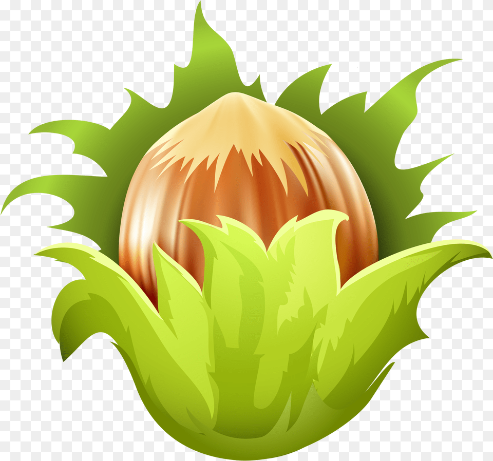 Hazelnut Clip Art Hazelnut Clipart, Sprout, Plant, Leaf, Green Free Png