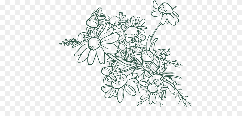 Hazelnut Drawing Flower Exotic Leaves Drawing Pattern, Art, Floral Design, Graphics Free Transparent Png