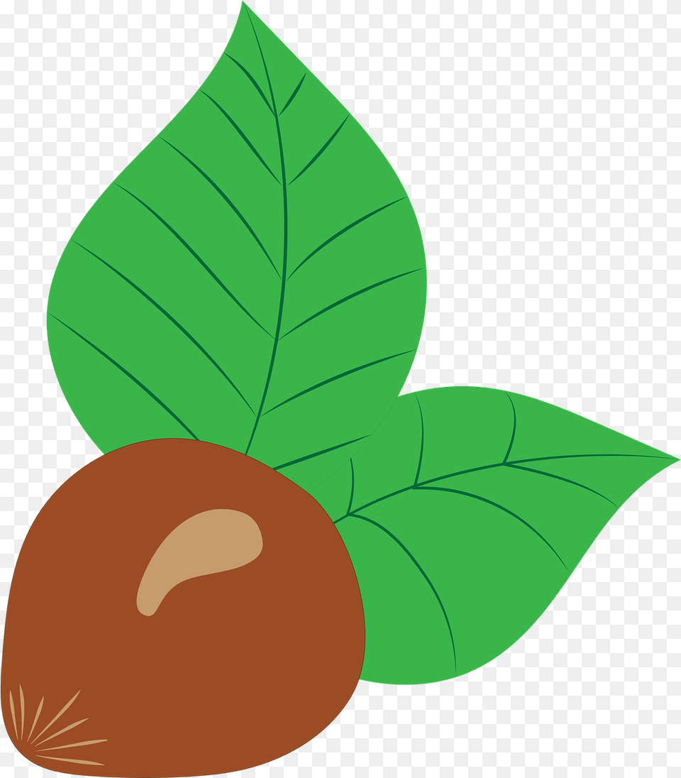 Hazelnut Vector Drawing Avellana Dibujo, Leaf, Plant, Food, Fruit Free Png