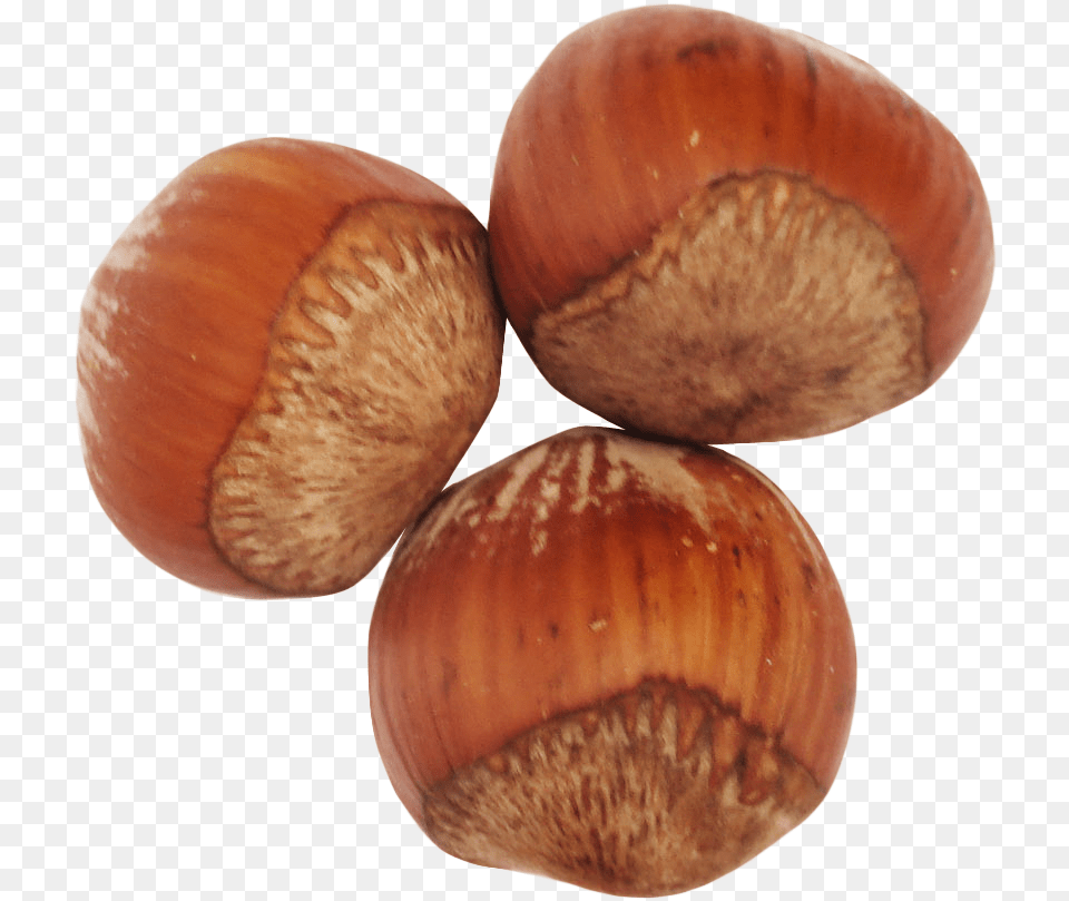 Hazelnutnutnuts Amp Hazelnut, Food, Nut, Plant, Produce Free Png Download