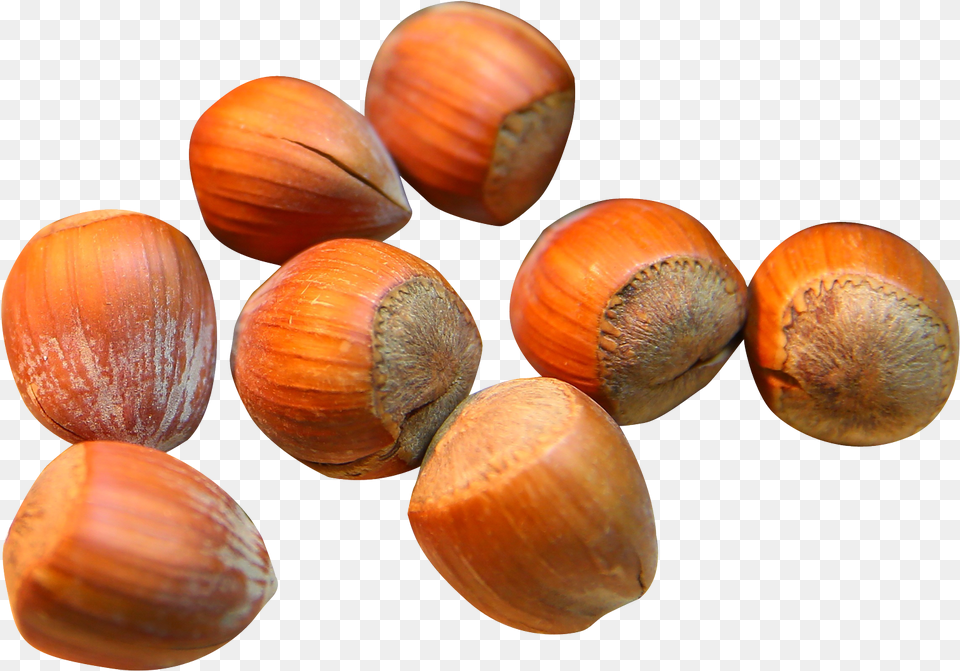 Hazelnutnutnuts Amp Hazelnut, Food, Nut, Plant, Produce Free Png