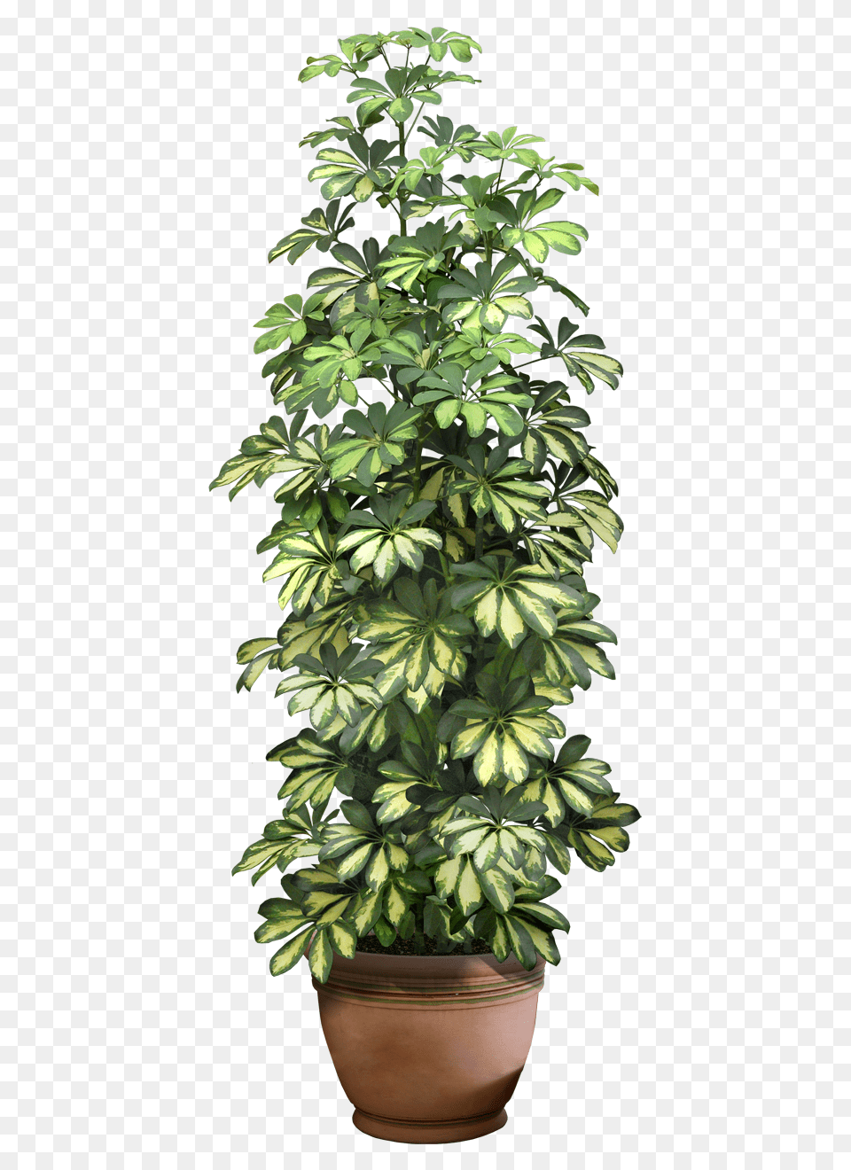 Hd 0 9ddb1 5c7a292c Xxl Pot Plant Transparent Format Flower Pot, Leaf, Potted Plant, Tree, Vegetation Free Png Download