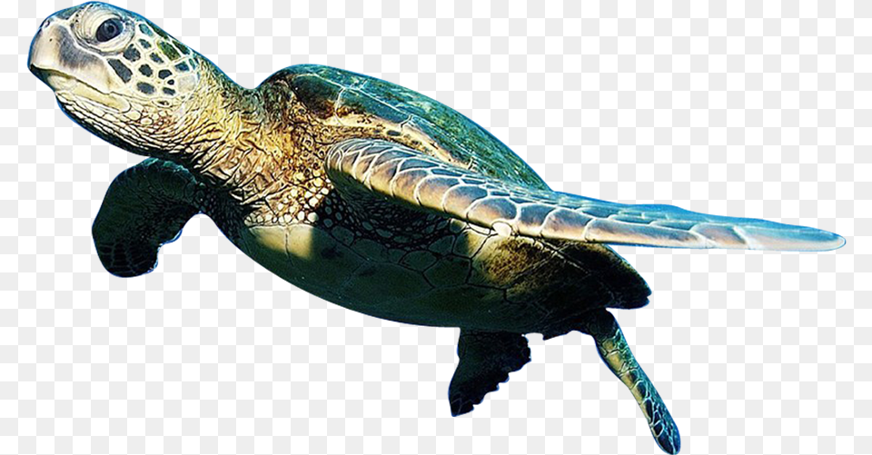 Hd 01 Sea Animal, Reptile, Sea Life, Sea Turtle, Turtle Png