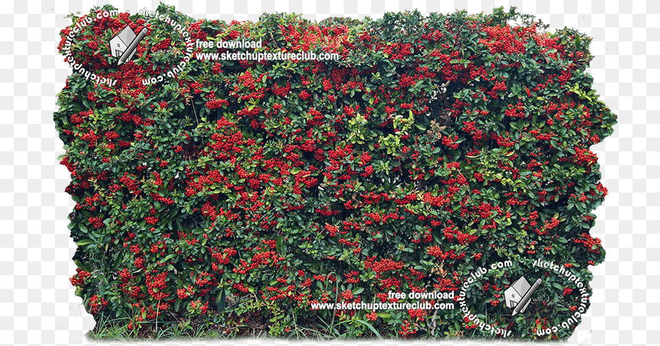 Hd Cut Out Autumnal Hedge Texture Begonia Hedge, Fence, Vegetation, Plant, Vine Png