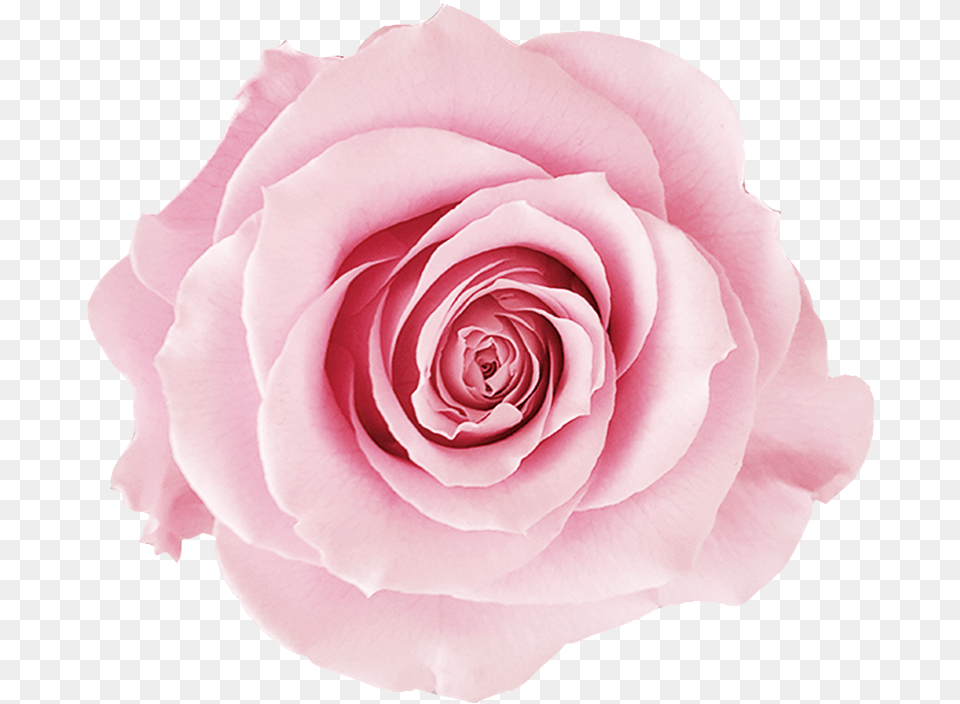 Hd 918x1148 Pink Roses V75 Wallpapers White Pink Rose, Flower, Plant, Petal Free Png Download