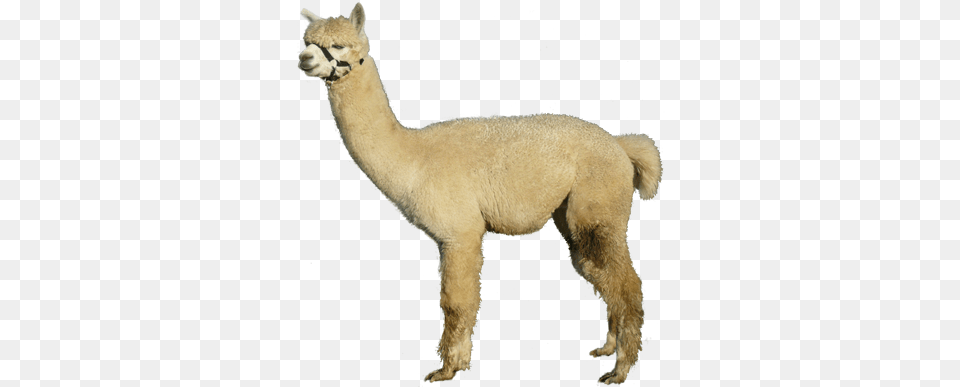 Hd About Alpacas Introduction Watership Animal Figure, Llama, Mammal, Canine, Dog Free Transparent Png