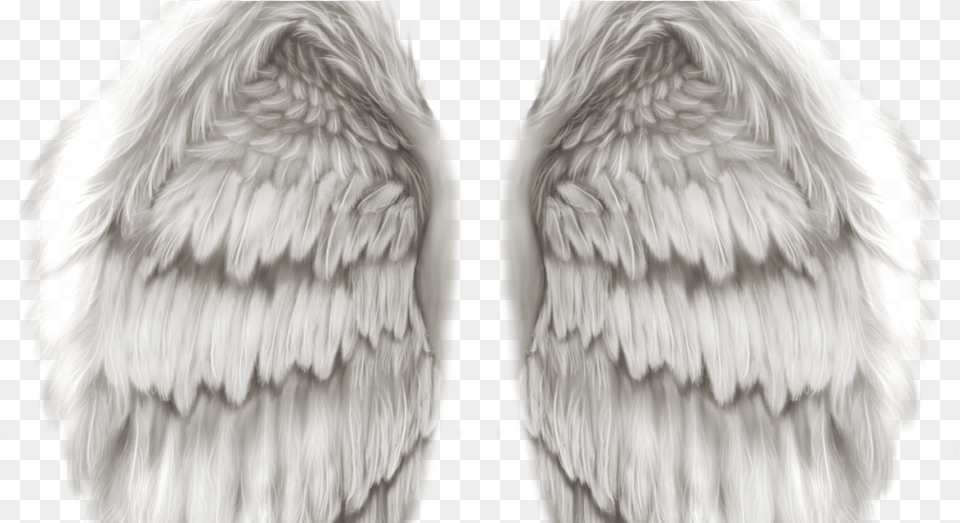 Hd Angel Wings Realistic Angel Wings, Animal, Bird Png Image