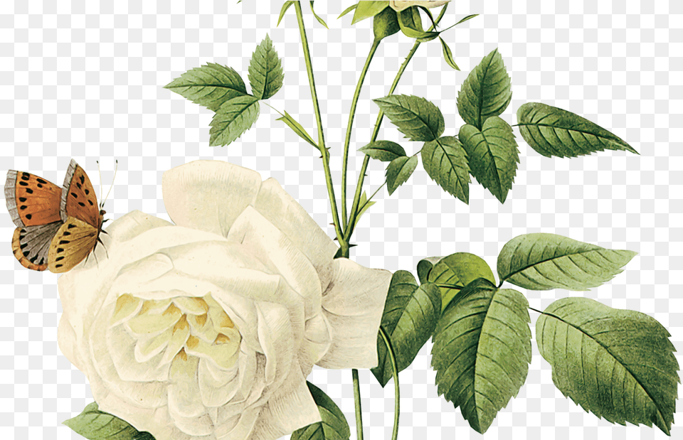 Hd Arrow White Left Transparent Background Transparent Background White Flower, Rose, Plant, Leaf, Petal Free Png Download