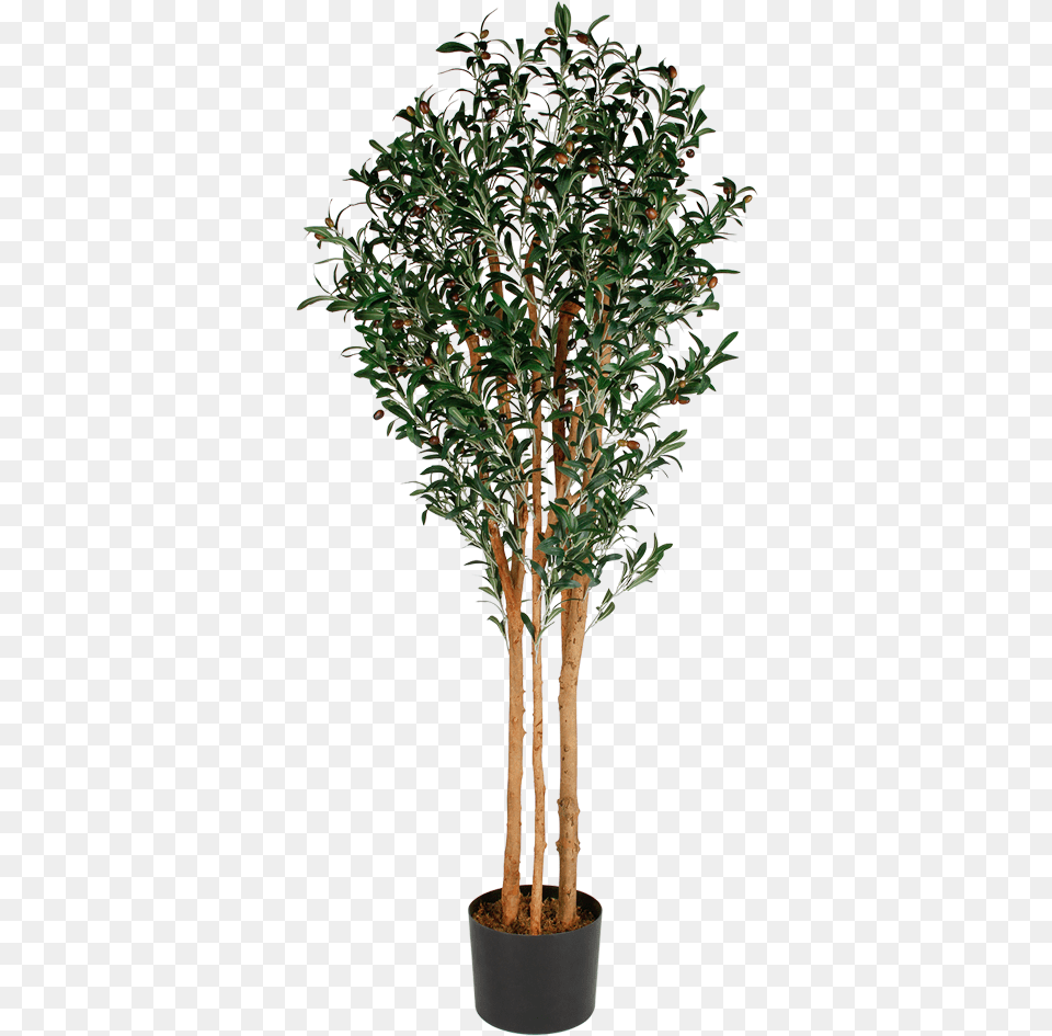 Hd Artificial Olive Tree Tree In Planter Artificial Tree Transparent, Plant, Potted Plant, Leaf, Conifer Png Image