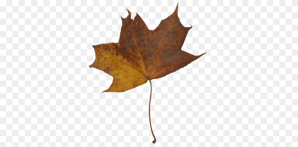 Hd Autumn Maple Leaves Maple Transparent Lovely, Leaf, Plant, Tree, Maple Leaf Png Image