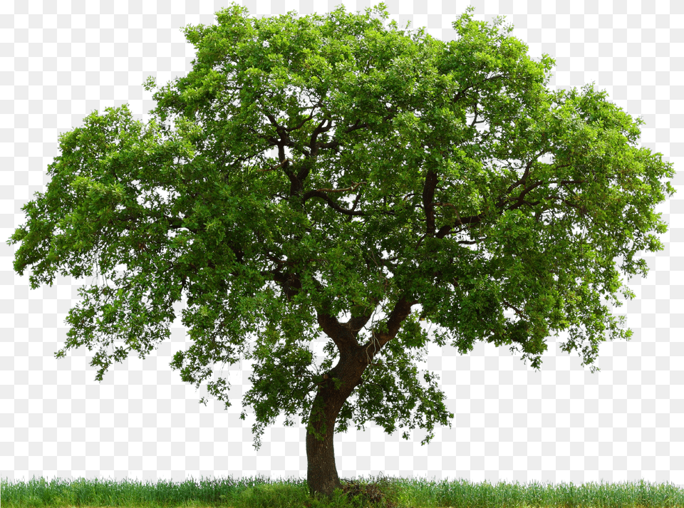 Hd Avocado Tree White Background Images Background Oak Tree Clipart, Plant, Sycamore, Tree Trunk Png