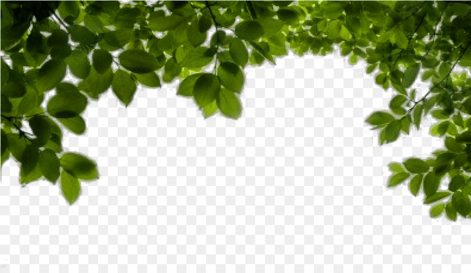 Hd Background, Green, Vegetation, Leaf, Tree Free Png Download