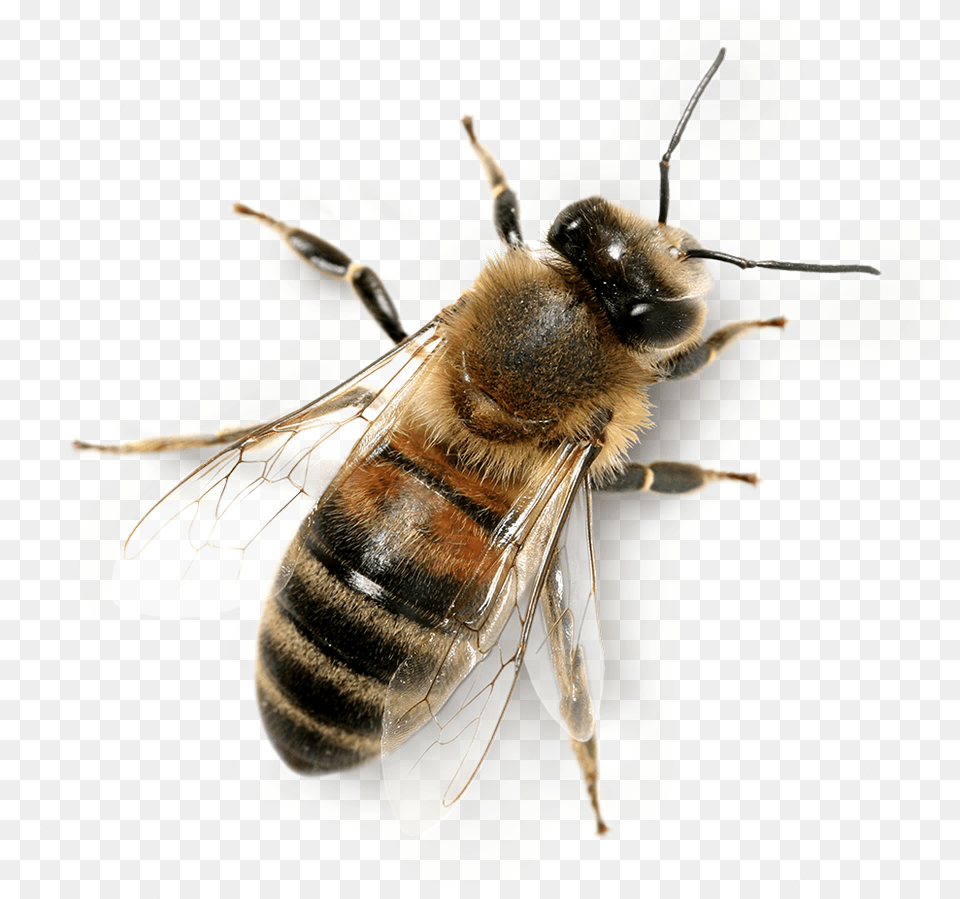 Hd Background Honey Bee Background Honey Bee, Animal, Honey Bee, Insect, Invertebrate Free Png