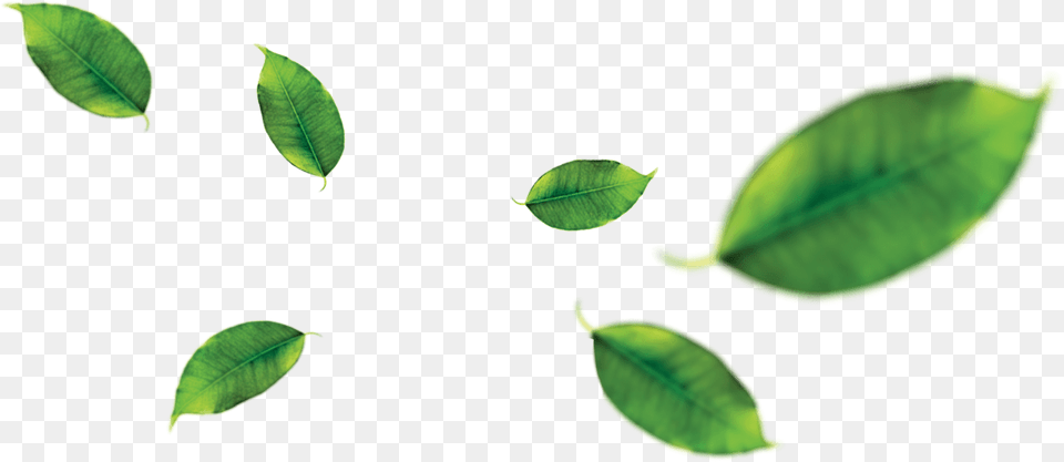 Hd Banana Leaves Orange Fruit Leaf Clipart, Plant, Green Png Image
