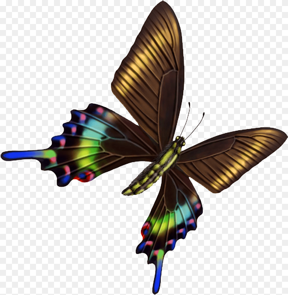 Hd Beautiful Colorful Butterfly, Animal, Bee, Insect, Invertebrate Free Png Download