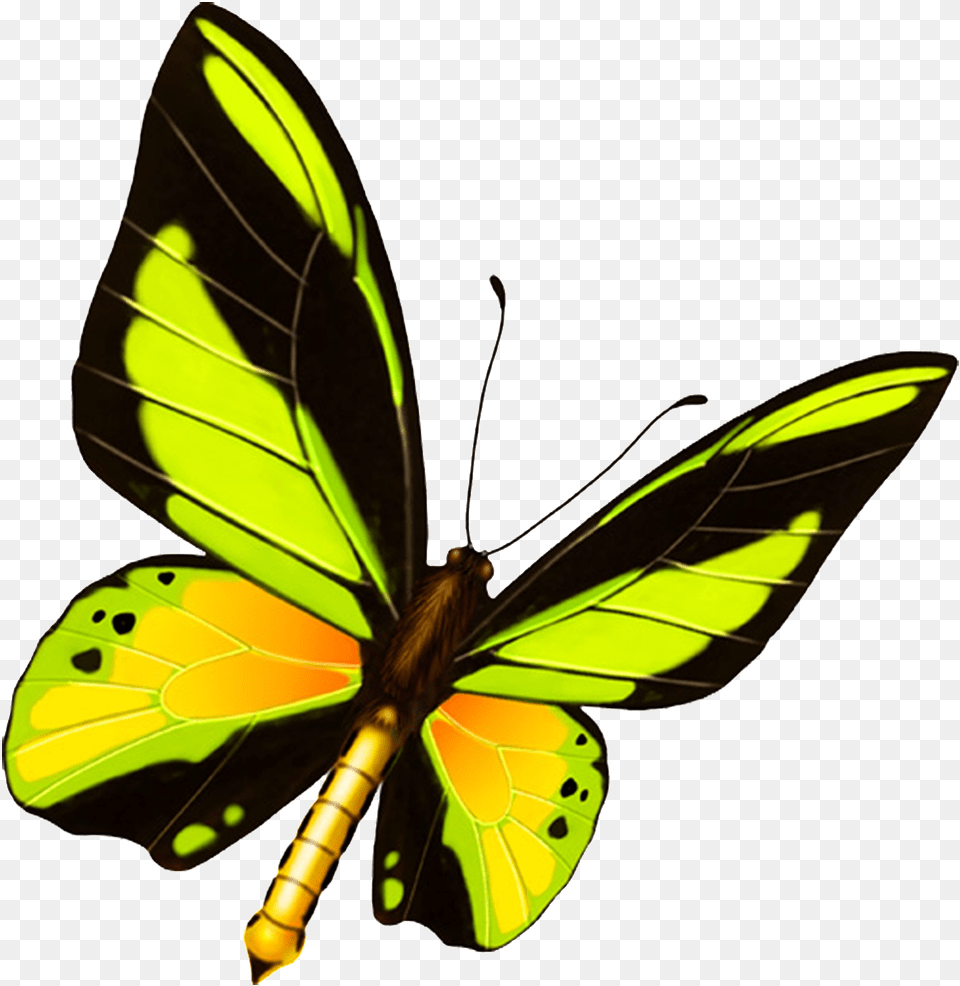 Hd Beautiful Colorful Butterfly Blue Butterfly Template, Animal, Insect, Invertebrate Png