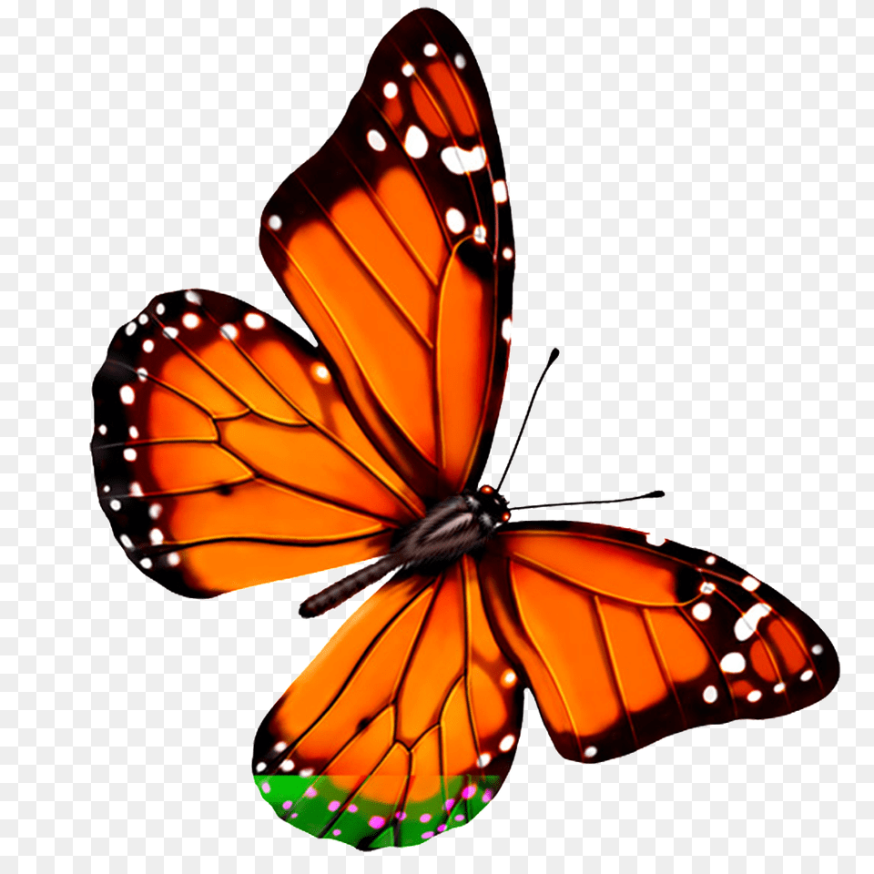 Hd Beautiful Colorful Butterfly Download Vector, Animal, Insect, Invertebrate, Monarch Free Transparent Png