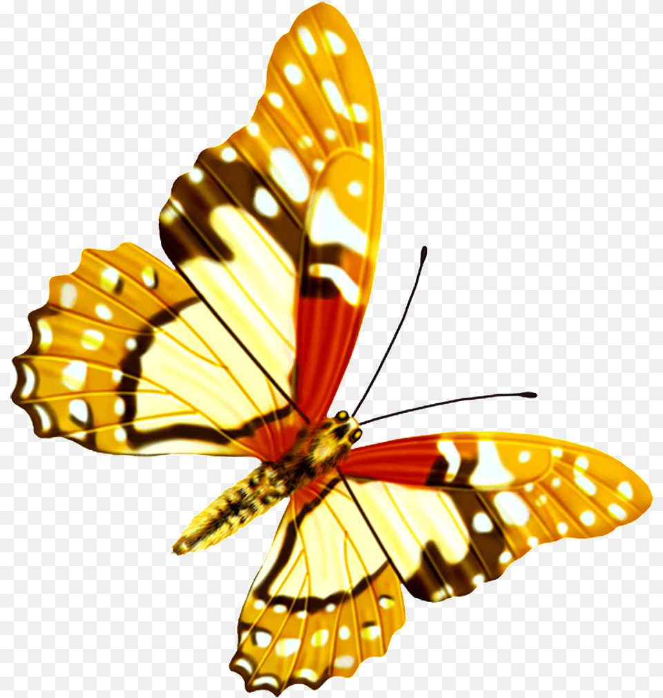 Hd Beautiful Colorful Butterfly Hd Beautiful, Animal, Insect, Invertebrate Free Png Download
