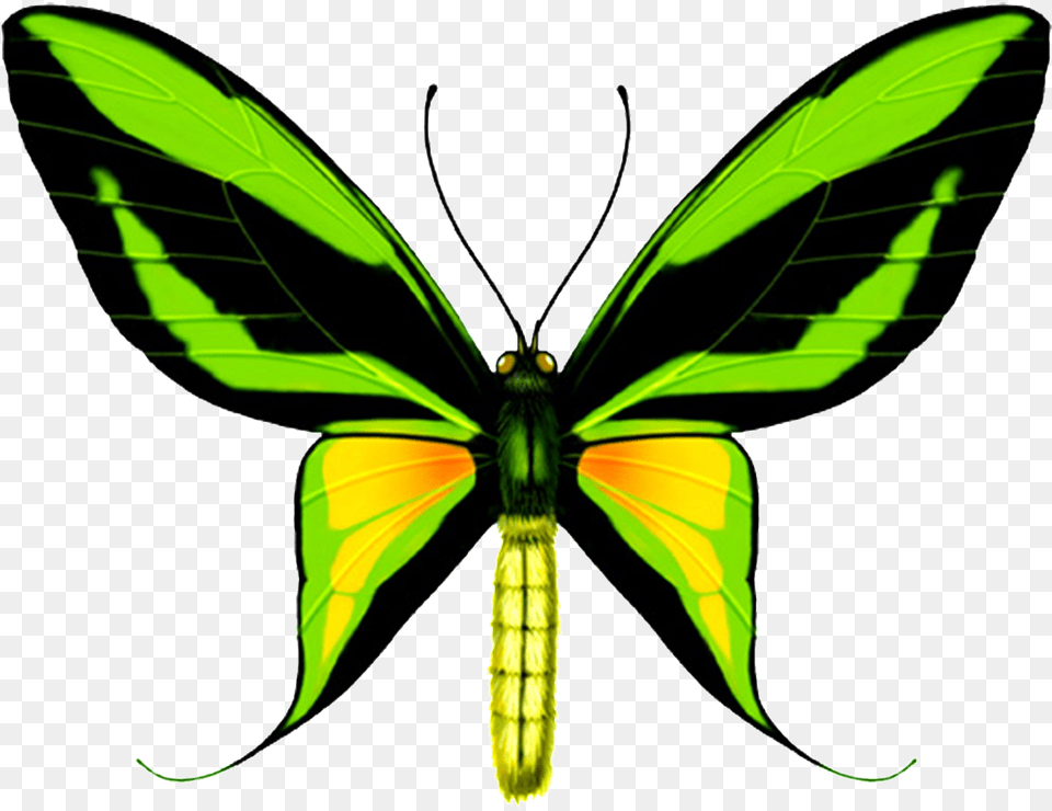 Hd Beautiful Colorful Butterfly Ornithoptera Paradisea, Animal, Insect, Invertebrate, Green Free Png