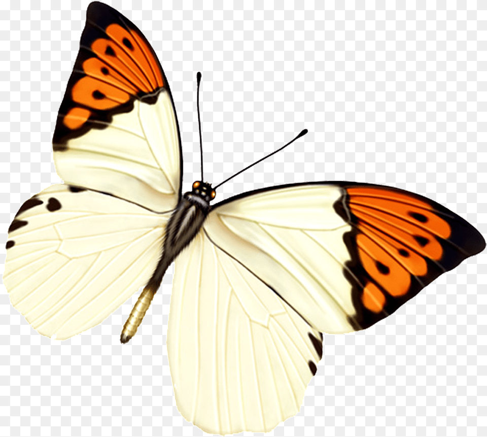 Hd Beautiful Colorful Butterfly Papel De Parede De Borboleta Rosa, Animal, Insect, Invertebrate, Monarch Free Transparent Png