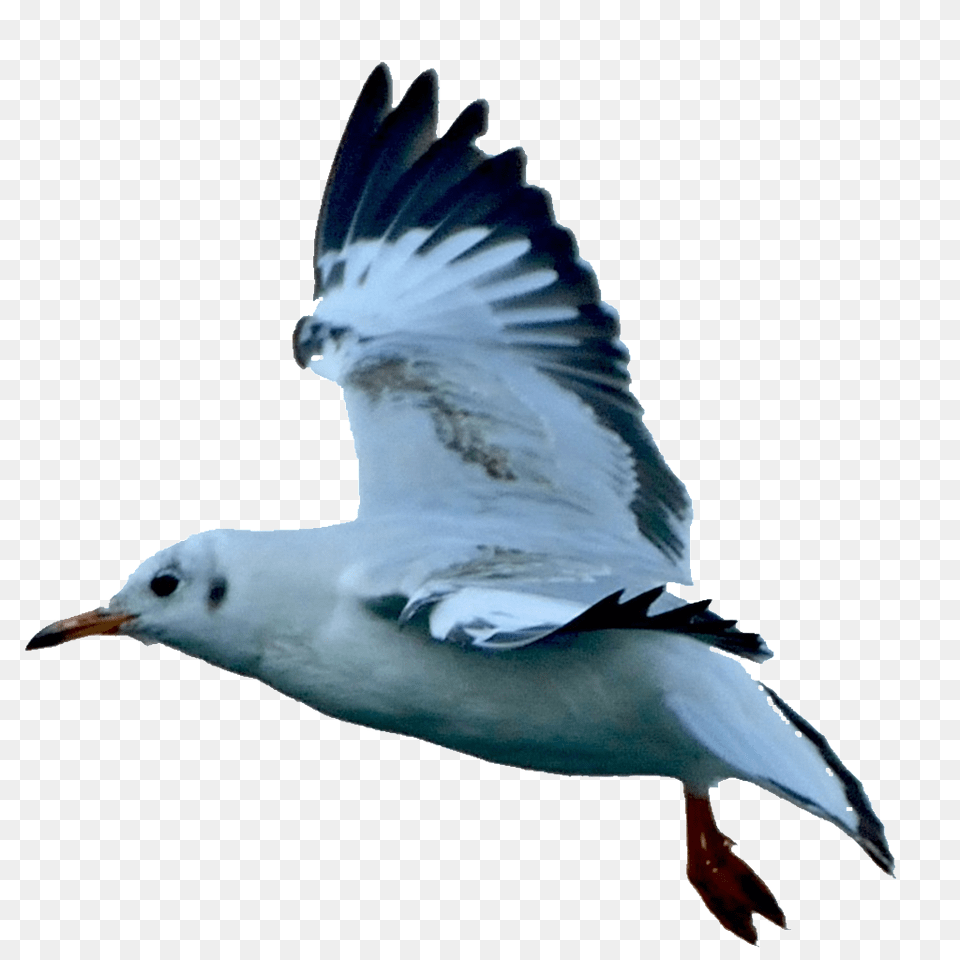 Hd Beautiful Seagull Static Vector, Animal, Bird, Flying, Waterfowl Free Png Download