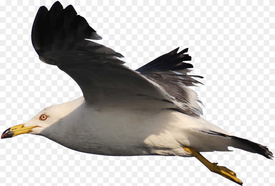 Hd Beautiful Seagull Static Portable Network Graphics, Animal, Beak, Bird, Flying Png