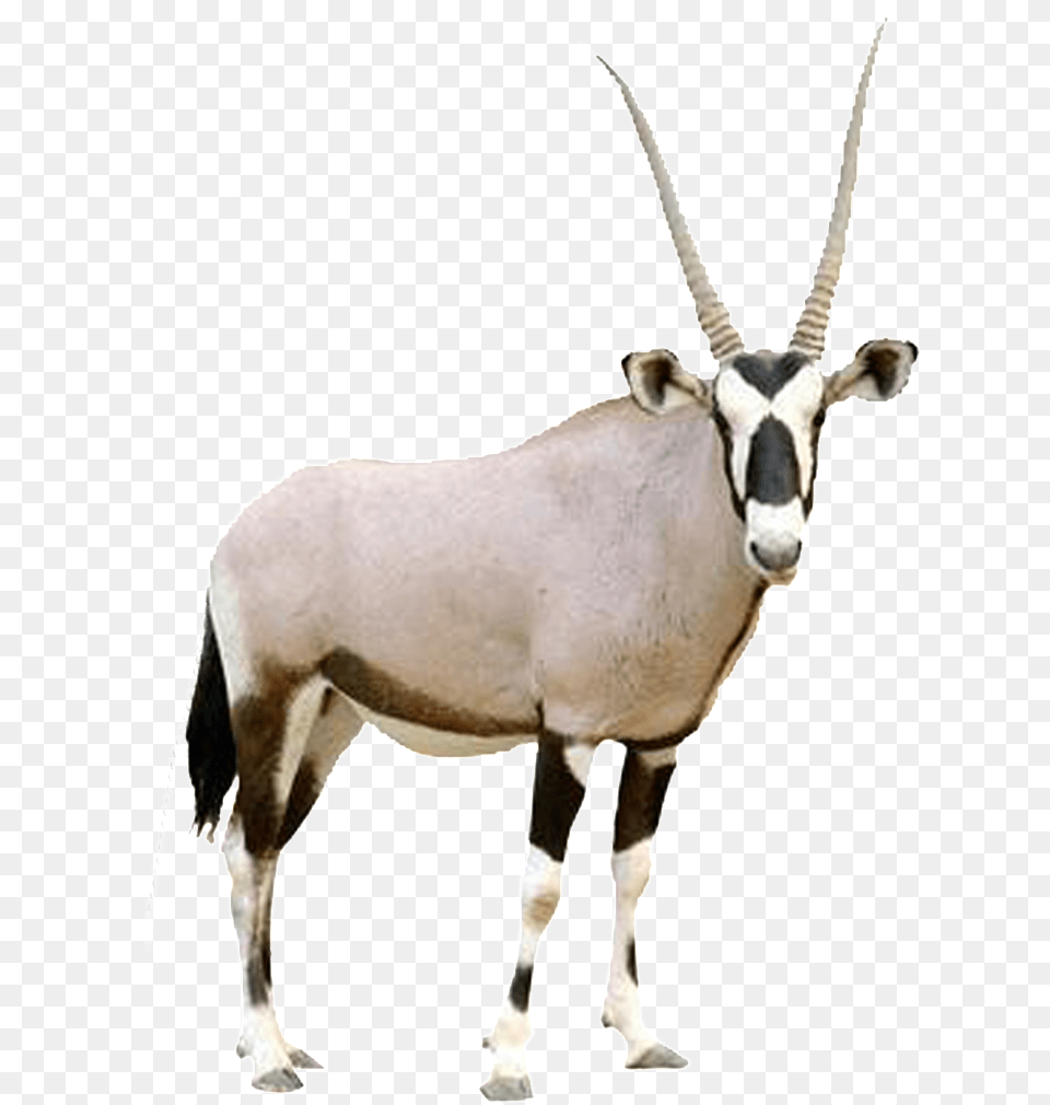 Hd Beautiful Tibetan Antelope Static Animal Would I Be Quiz, Gazelle, Mammal, Wildlife Free Transparent Png