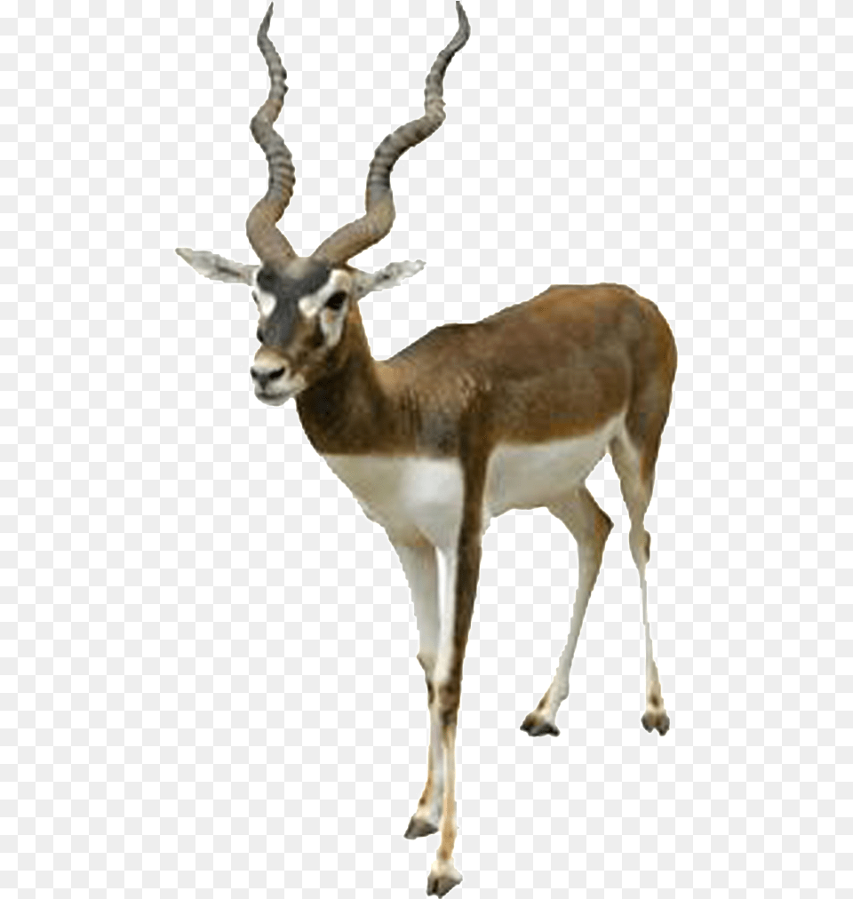 Hd Beautiful Tibetan Antelope Static Clipart Of Black Buck, Animal, Gazelle, Impala, Mammal Png Image